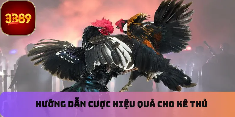 Hướng dẫn cược hiệu quả cho kê thủ